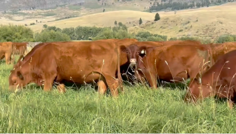 124 Red Angus Bred Heifers- BH909A5